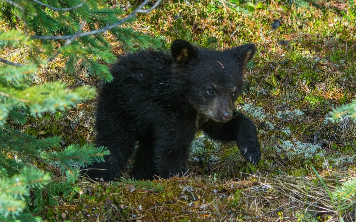 A black bear in the forest of the Maligne Valley