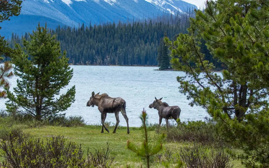 Moose beside the shore of a lake in Jasper National Park