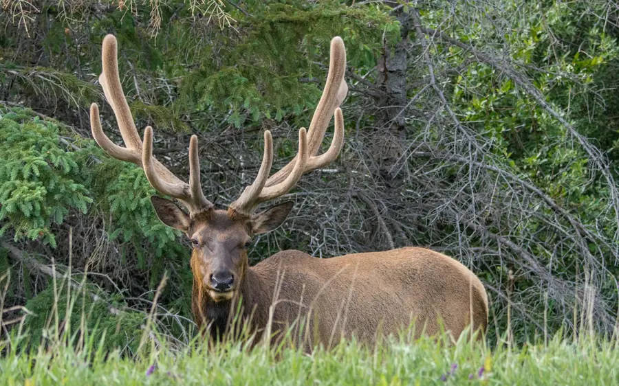 A bull elk in the forest of Jasper National Park